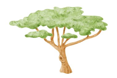 Şemsiye dikenli akasya ağacı suluboya çizimi beyaza izole edilmiş. Afrika savanı yeşili el yapımı çocuk safari tasarımları için şarjör çizimi. Çocuksu çizim tarzında renkli Zimbabwe doğası.