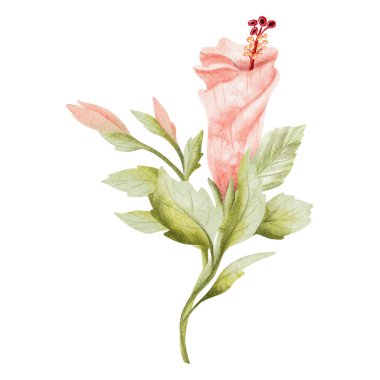 Pastel hibiscus buds with leaves watercolor illustration isolated on white. Light pink tropical flower in botanical style. Hand drawn delicate blooming branch clip art for summer exotic wedding.