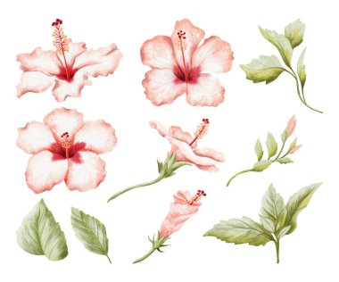 Large hibiscus watercolor illustration set isolated on white. Realistic tropical flowers, leaves and buds in botanical style. Hand drawn blooming plant stages clip art for summer exotic designs.