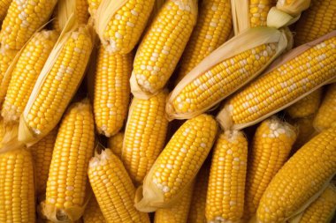 Tatlı mısır, taze sebzeler, taze malzemeler, yemek malzemeleri. Yüksek kaliteli fotoğraf.