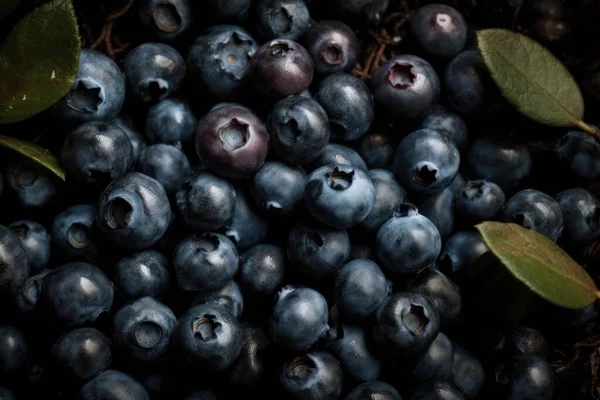 Blueberry Berry Fresh Tasty Fruit High Quality Photo — Stock Photo, Image