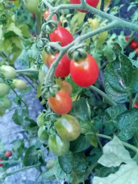 Çalı üzerinde olgun ve sulu domatesler