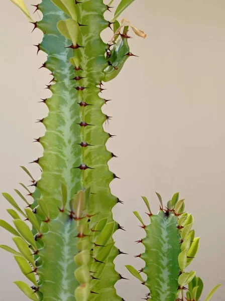 Зеленые Кактусы Часто Используются Современных Украшениях Дома Домашнее Растение Зеленый — стоковое фото