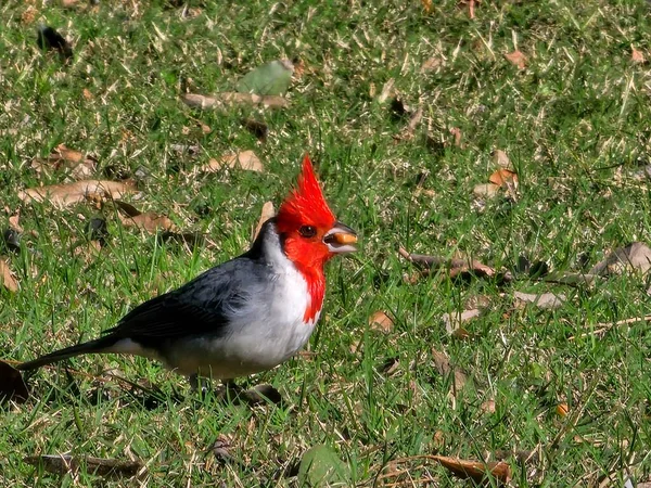 South American Red Crested Cardinal Food Its Beak — Stock Photo, Image