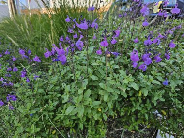 Mor çiçekli Salvia bitkisi.