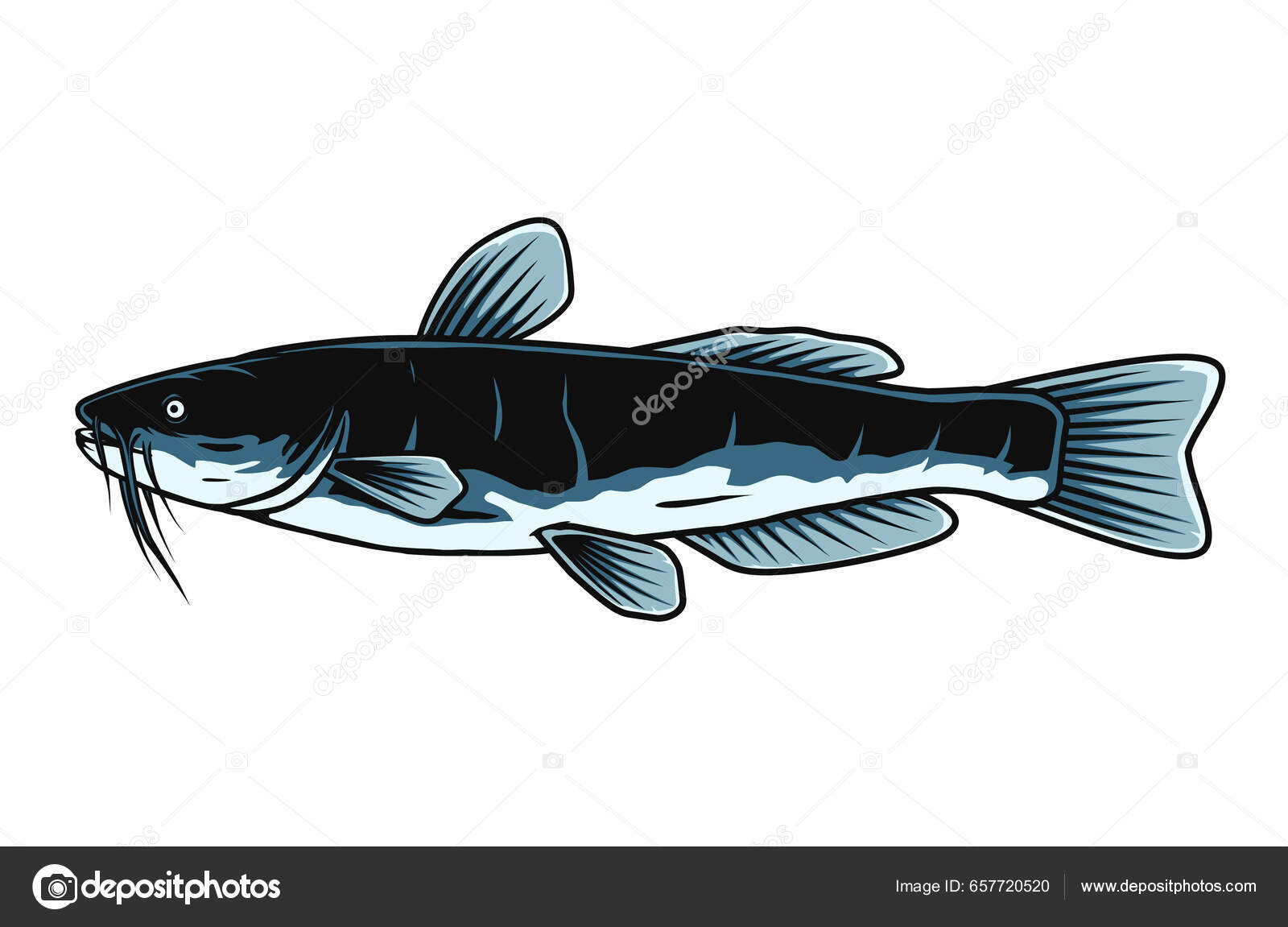 Diseño Dibujo Vector Bagre Stock Vector by ©raul_vlska 657720520