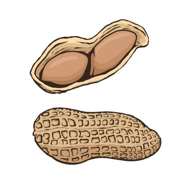 Fıstık vektör dizaynı