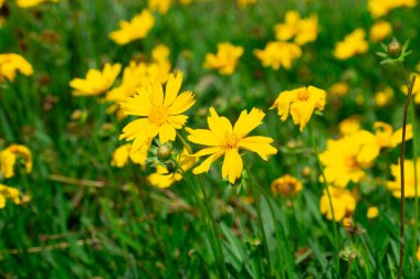 Park 'ta Sarı Koreopsis Çiçek Fotoğrafçılığı