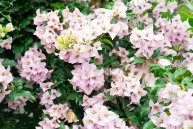 Beyaz Bougainvillea park fotoğrafçılığında çiçek açtı