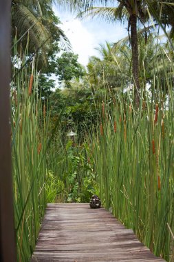 Tropikal bahçede uzun kuyruklar ve uzun otlar.