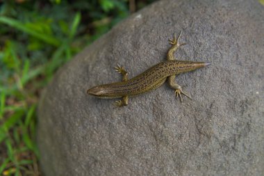 Taş üstünde Eutropis carinata kertenkelesi