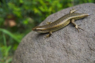 Taş üstünde Eutropis carinata kertenkelesi