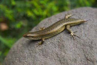 Taş üstünde Eutropis carinata kertenkelesi
