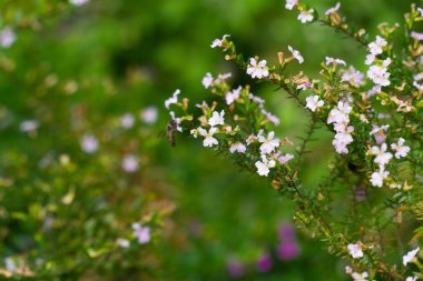 Cuphea Hyssopifolia çiçekleri. Meksikalı Heather veya Sahte Heather Bitki Fotoğrafçılığı