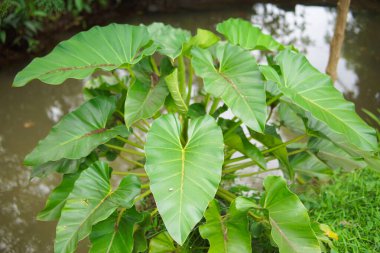 Bahçede taze taro bitkileri