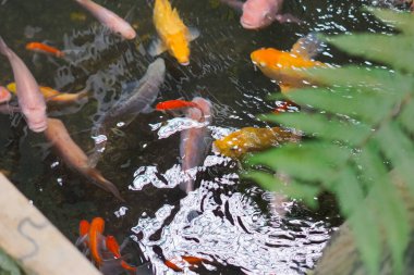 Renkli Koi Balığı ve Bahçe Havuzunda Yüzen Diğer Balıklar