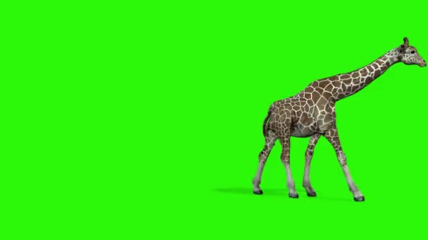 Żyrafa Zielonym Tle Koncepcja Mody Dzikiej Przyrody — Wideo stockowe