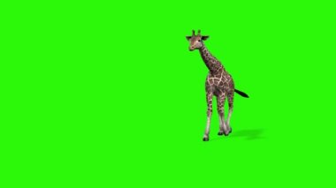 Yeşil arka planda zürafa. 3d oluşturma