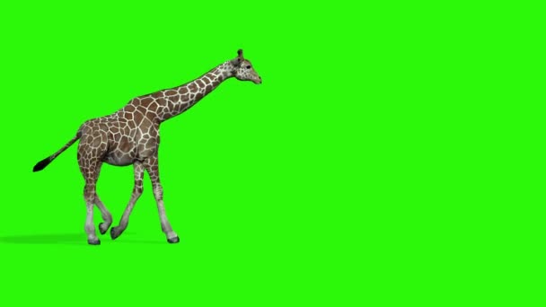 Giraffe Einer Grün Blauen Farbe — Stockvideo