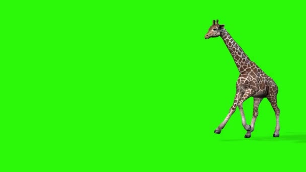 Giraff Grön Bakgrund Konvertering — Stockvideo
