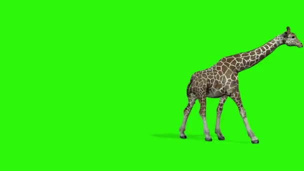 Жираф Зеленом Фоне Рендеринг — стоковое видео