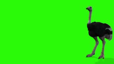 Yeşil arka planda bir kuşun çizimi