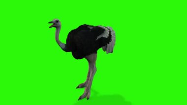 Yeşil arka planda bir kuşun çizimi