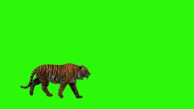 Yeşil çimlerde kaplan