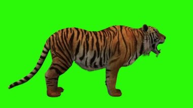 Yeşil çimlerde kaplan