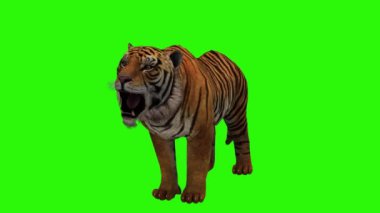 Yeşil çimlerde kaplan