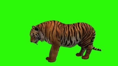 Yeşil çimlerde kaplan