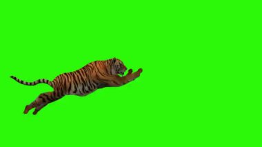 Yeşil çimlerde kaplan