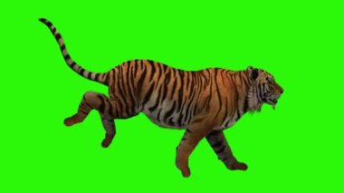 Yeşil çimlerde kaplan