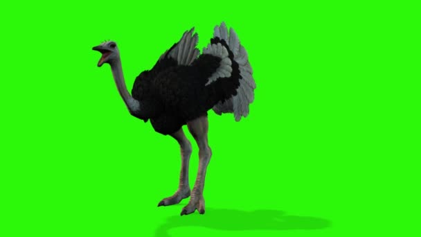 绿色背景中的鸟的图解 — 图库视频影像