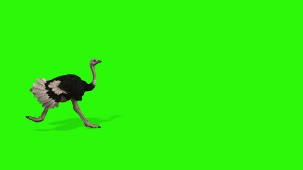 Illustration Bird Green Background — Stock Video