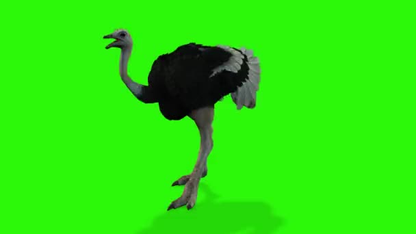 Yeşil Arka Planda Bir Kuşun Çizimi — Stok video