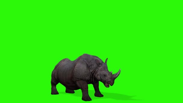 Vykreslení Zeleného Nosorožce Černým Pozadím — Stock video