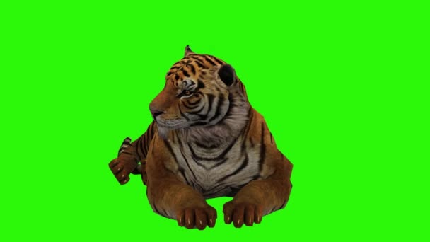 Tiger Det Gröna Gräset — Stockvideo