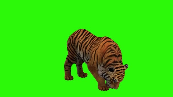 Tigris Zöld Fűben — Stock videók