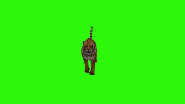 Tigre Dans Herbe Verte — Video