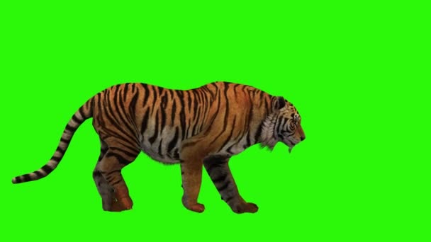 Тигр Зеленій Траві — стокове відео