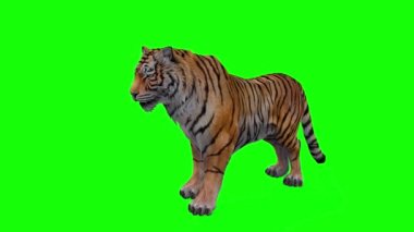 Yeşil ekrandaki kaplan