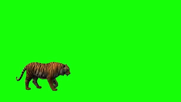 Tygrys Zielonym Ekranie — Wideo stockowe