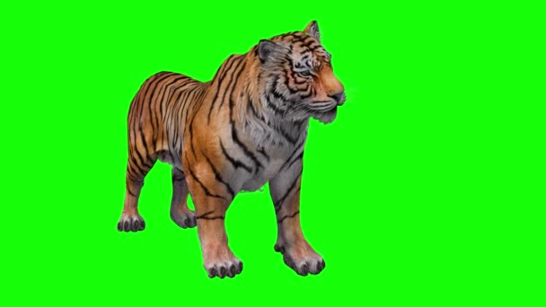 Tiger Den Gröna Skärmen — Stockvideo