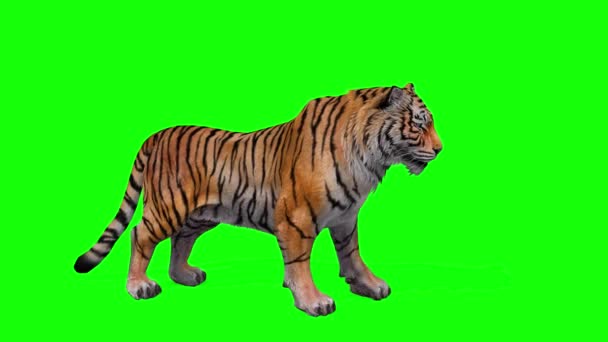 老虎在绿色的屏幕上 — 图库视频影像