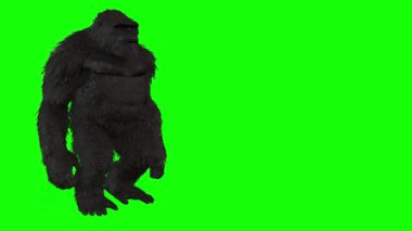 Siyah kral kong yeşil arkaplanda izole edildi