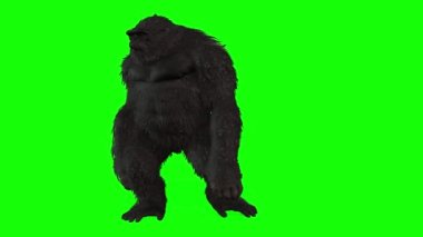 Siyah kral kong yeşil arkaplanda izole edildi