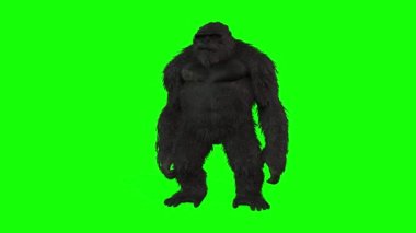 Siyah kral kong yeşil arkaplanda izole edildi