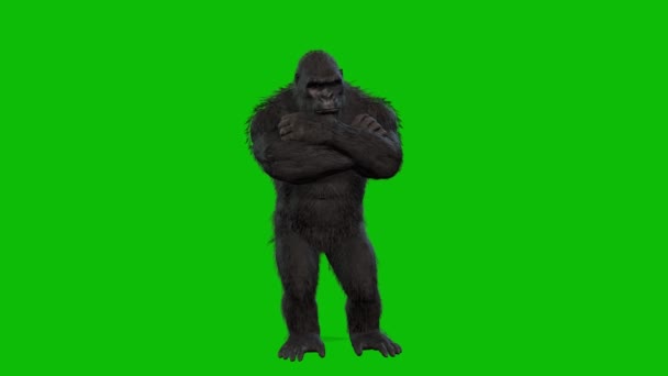 Black King Kong Isolated Green Background — Stock Video