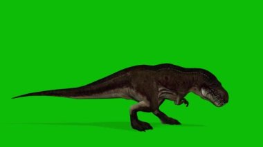 t rex dinozor video yeşil ekran
